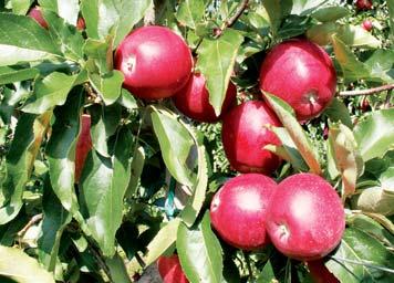 50 Agrostim Forte Zloženie: alfa naftyloctová kyselina + natívne aminokyseliny Pomocný prípravok so silným stimulačným účinkom určený na prebierku násady plodov jabloní.