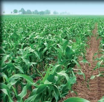 Klik T Základ herbicídnej ochrany kukurice Širokospektrálny