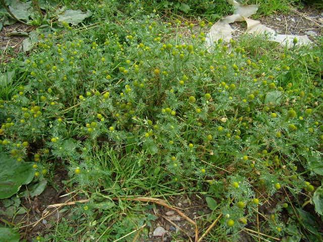 Chamaesyce maculata (L.) Small Am N X T sexuată Habitate invadate (EUNIS): I1.
