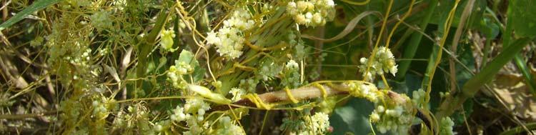 5, J4, J6,1 Cuscuta campestris Yunck.