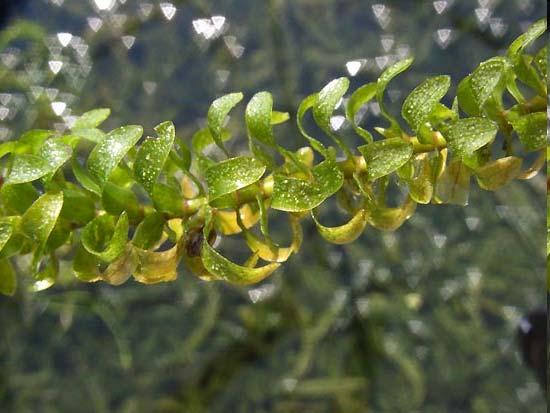 Elodea canadensis Michx. Am N X HH veget.