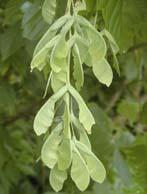 Acer negundo L. Am N H Ph sexuată+veget. anem. Habitate invadate (EUNIS): E5.6, G1, G1.C, I1.5, J4, J6.1 E1, E5.6, G1.C, I1.5, J4, J6.1 Ailanthus altissima (Mill.