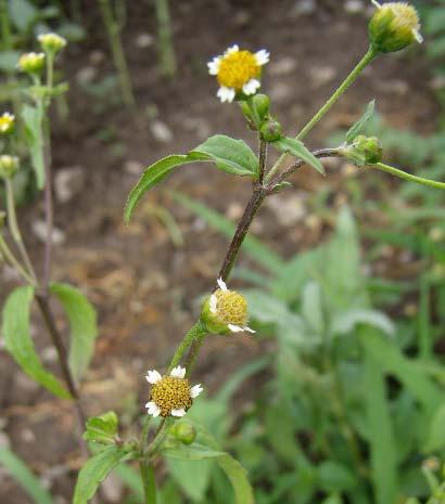 Galinsoga parviflora Cav. Am S X T sexuată(+veget.) anem, antr, hidr,epiz Habitate invadate (EUNIS): C3, E2, E3, E5.4, E5.6, F9.1, G1, G5.6, H5.