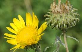 Grindelia squarrosa (Pursh) Dunal. Am N X Ht sexuată anem, bar Habitate invadate (EUNIS): E5.6, I1, I1.5, J4, J6.