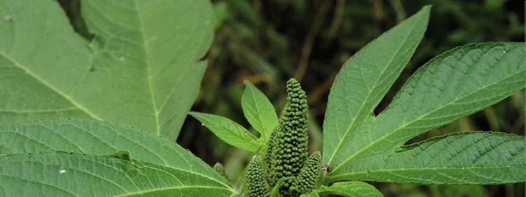 Ambrosia trifida L.