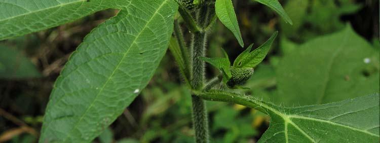 1 anem, end, antr Amorpha fruticosa L.
