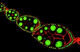 Master Product List Handbook of Fluorescent Probes and Research Products Cat # Product Name Unit Size Section # A-1493 A-23187 free acid (calcimycin)... 10 mg 20.8 A-1310 7-AAD (7-aminoactinomycin D).