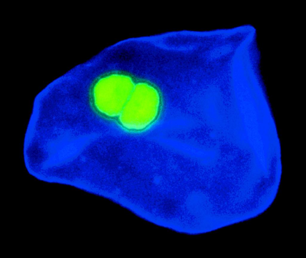 SYTO 13 live-cell nucleic