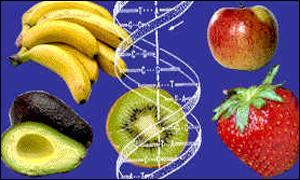 Όταν λέμε μεταλλαγμένα τρόφιμα ή γενετικά τροποποιημένα τρόφιμα, αναφερόμαστε σε τρόφιμα, τα οποία έχουν δημιουργηθεί χρησιμοποιώντας τις πρόσφατες τεχνικές της μοριακής βιολογίας.