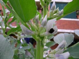 Εικόνα 21: Φυτό Vicia faba διάταξη του φυτού, το άνθος και οι καρποί του