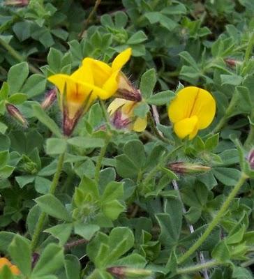Το φυτό Lotus edulis, γνωστό και ως περατζούνι, είναι ετήσιο και