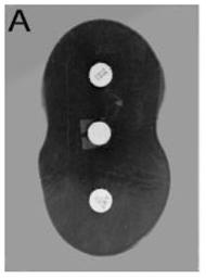 staphylococcus aureus produced by disks of