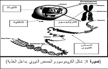 33 ÊÉãdG Aõ G IÉ«لهG Yhلƒم Ö dg الرجل سببا يف اهتام امرأته لعدم وجود دليل واضح بل إن الدليل الذي استدل به الرجل صار هودليل الرباءة المرأته.