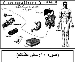 46 المؤتمر العالمي العاشر لإلعجاز العلمي في القرآن والسنة * معنى )ولقد خلقناكم( يف اآلية )صوره 10(: الواولالبتداء أي بدأ اهلل خلقنا بخلق آدم بكل صفاته اجلسدية بام يف ذلك اخلصية التي حتتوى اخللية