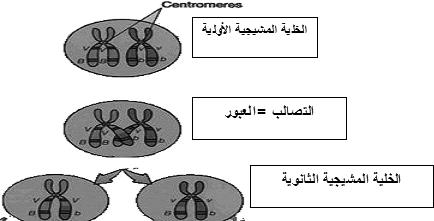 59 ÊÉãdG Aõ G IÉ«لهG Yhلƒم Ö dg IQƒ U) fe GقùسÉم.