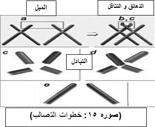 61 ÊÉãdG Aõ G IÉ«لهG Yhلƒم Ö dg»kgqƒdg ÚسùëàdGh ÖdÉ üàdg á«لªy á«dbg العلم احلديث حني يصف عملية التصالب يقول إهنا متر باخلطوات اآلتية )صورة 15(: يف كل زوج من الكروموسومات الزوجية املتامثلة حيدث ميل