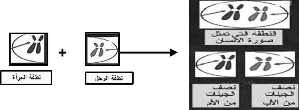 64 المؤتمر العالمي العاشر لإلعجاز العلمي في القرآن والسنة IQƒ U) Gلهª ض :16 ójل áñcôe IQƒ üc hƒædg Yلى TGôØdGش) ÖMÉ U إذا فالبصمة الوراثية تعترب رؤية غري مبارشة ألصحاب الفراش دون كشف للعورات فكام قلت