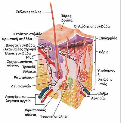 Η επιδερμίδα αποτελείται από πέντε στιβάδες κερατινοκυττάρων.