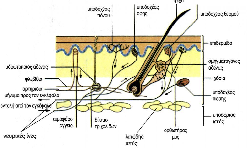 αγγεία, οι ιδρωτοποιοί και σμηγματογόνοι αδένες καθώς επίσης και οι κεφαλές των τριχοθυλακίων.