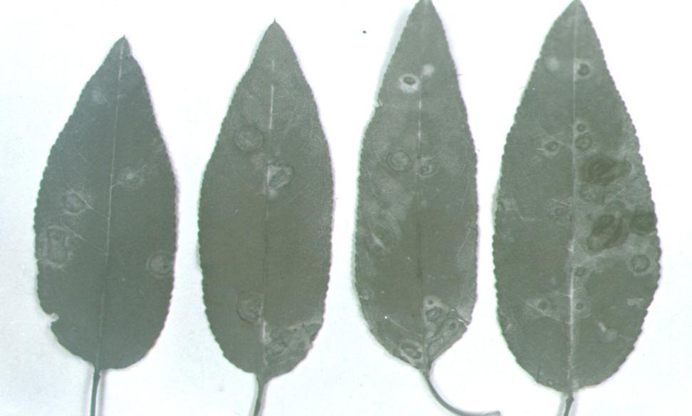 Φουηικλάδιο αμυγδαλιάσ Fusicladium amygdali Κθλίδωςθ φφλλων ςτθν περιοχι