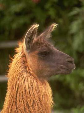 Camelidae (llamas, dromedaries, camels) have classical and non-classical IgG VHH VHH Conventional antibody Heavy-chain antibody VHH VHH recognising HIV may be useful as tools in vaccine