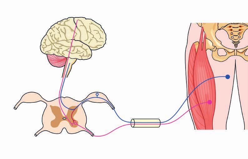 Neurologické ochorenia CENTRÁLNY NERVOVÝ SYSTÉM (CNS) CNS zahŕňa mozog a miechu a spolu s periférnym nervovým systémom zaisťuje celkové fungovanie nášho organizmu.