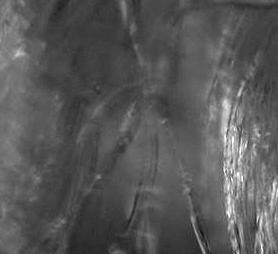 Măsurători de spectroscopie dielectrică Valoarea costantei dielectice este cuprinsă între 4382 și 2470 la temperatura Curie (T c = 132 C) și pentru frecvențe în domeniul 10 Hz-100 khz.