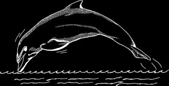 Therapy/δέλαπε/= δελαπεία Dolphin/θηόηθεθ/= δεηθίθε Organization/κλαζαθεβέεζκθ/= κλαάθπζγ Regular/λέαζεκνηαλ/= ζαθκθεζόμ
