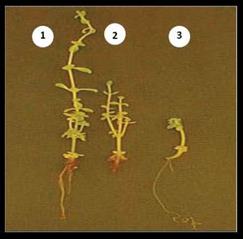 The best results, confirmed by evolution of dry weight of root system, are presented in (Table 2). The highest dry weight (9.3) mg was recorded in presence of 10 g.l -1 xylose, followed by (7.