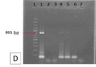 From this study we noticed that producing virus free plant depends on the genotype of plant, type and concentrations of antivirals and virus species.