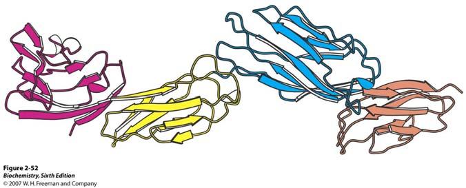 CD4, protein koji se nalazi na površini stanica ima četiri slične domene 29 Proteini koji imaju više domena (vežu po nekoliko supstrata) mogu se međusobno udruživati te mogu nastati funkcionalni