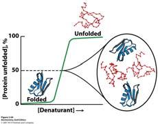 Nabiranje proteina je kooperativan proces Nagli je prijelaz između uređene i razorene strukture ( svi ili niti jedan )