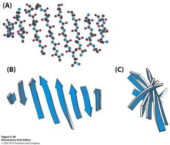 Iako β-ploče mogu biti ravne, većina β-ploča prirodno zavija udesno. Struktura proteina koji veže masne kiseline.