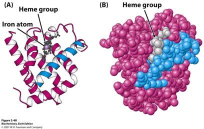 Tercijarna struktura trodimenzionalni raspored (konformacija) svih atoma jednog polipeptidnog lanca. 17 Tercijarna struktura proteina topljivih u vodi Trodimenzionalna struktura mioglobina.