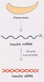 Práca s natívnymi RNA je omnoho obtiažnejšia ako s DNA, najmä pre všadeprítomnosť RN-áz.