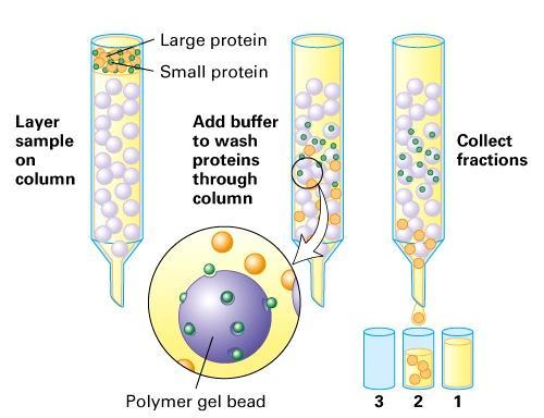 NK môžeme prečistiť aj pomocou gélovej filtrácie a iných chromatografických metód (hydroxiapatit, afinitná chromatografia), frakcionáciou v gradiente sacharózy alebo chloridu cézneho, účinné je aj