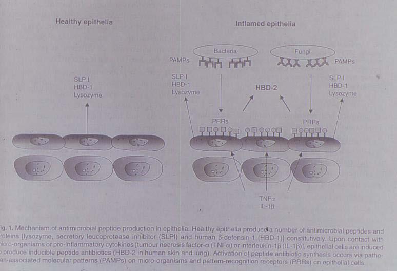 Modifikácia kolonizácie slizničných povrchov Slizničná (vrodená) imunita, bunkami sliznice secernované antimikrobiálne peptidy Obr. 1: Mechanizmus tvorby antimikrobiálnych peptidov sliznicou.