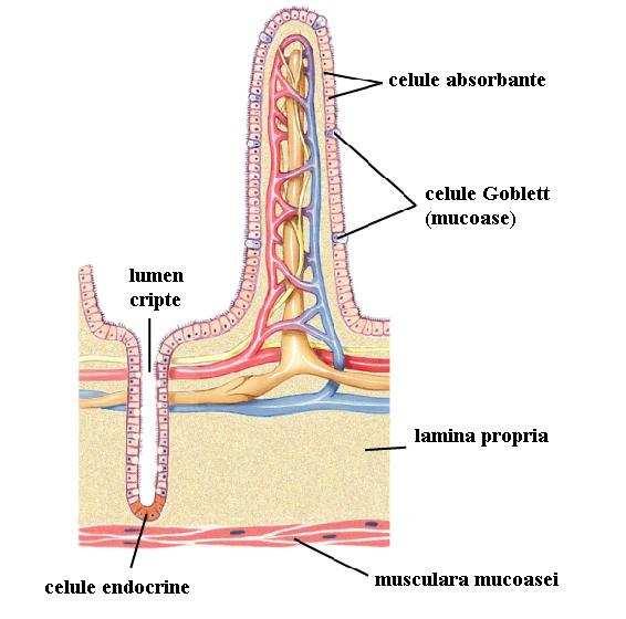 Hormon Loc de sinteză Efect Secretină mucoasa duoden +jejun superior hidrolatic( secreţia de apă si ioni) CCK mucoasa duoden +jejun superior Ecbolic ( secreţia de enzime) Gastrină cel G din zona