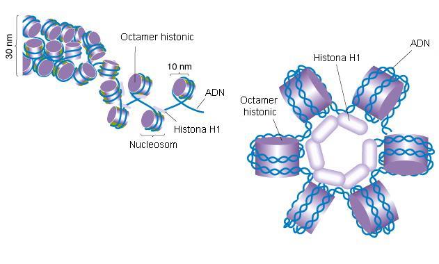 ucleosomii împreună cu acidul dezoxiribonucleic linker alcătuiesc o fibră cromatică de 11 nm grosime care se spiralizează, la rândul ei, dând un solenoid de 30 nm grosime.