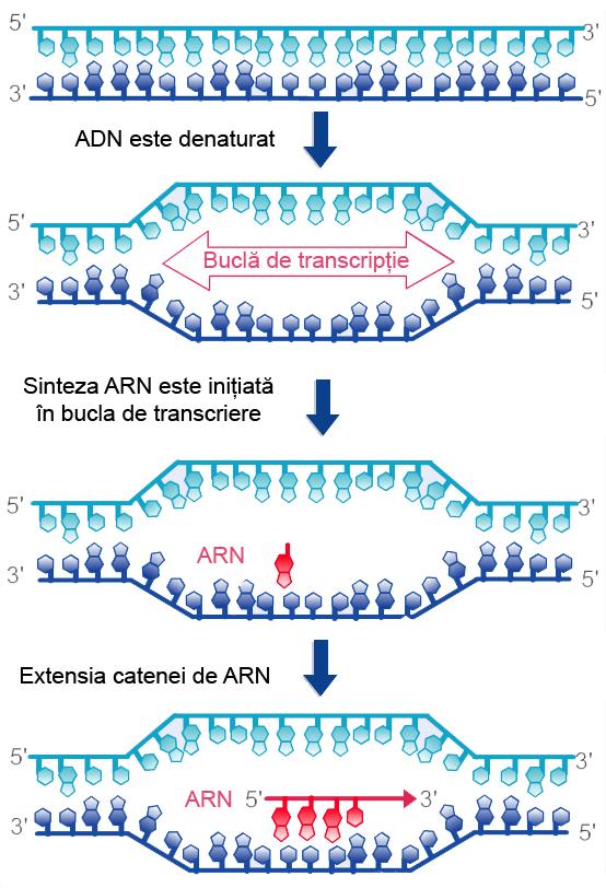 Promotorii reprezintă fragmente cu până la 50 de dezoxiribonucleotide, localizate imediat înaintea genei (la eucariote), sau înaintea grupului de gene (la procariote) a cărei informaţie genetică