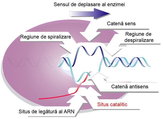 punctul de vedere al structurii sale primare cu catena de AD utilizată drept matriţă.