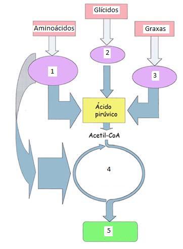 44) Cal sería a solución máis axeitada para o seguinte esquema: a. 1 Desaminación - 2 Glicólise 3 β-oxidación 5 Cadea respiratoria b.