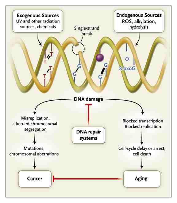 ανά ημέρα), θραύσεις του DNA, απώλεια πουρινών, βλάβη στο σάκχαρο δεοξυριβόζης καθώς και στο σύστημα επιδιόρθωσης του DNA.