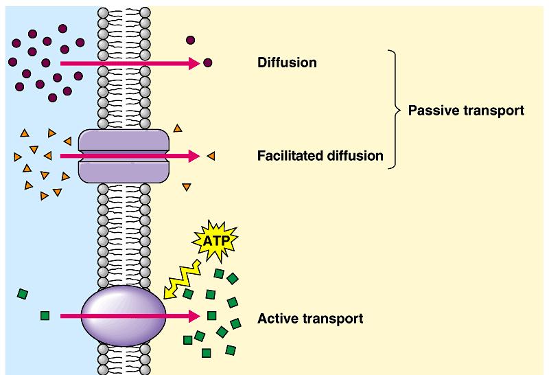 Τρόποι Διάχυσης Μέσω της Κυτταρικής Μεμβράνης simple