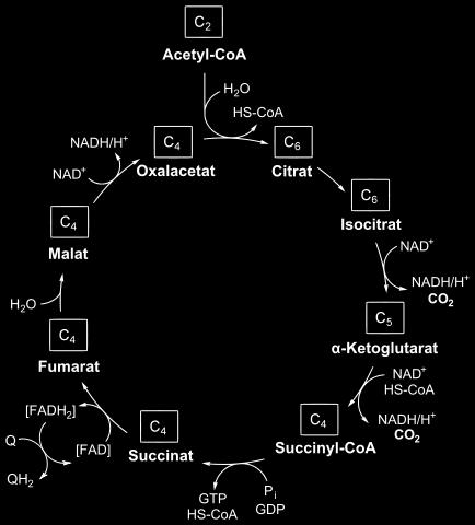 Krebsov cyklus (cyklus kyseliny citrónovej, cyklus trikarboxylových kyselín) cyklická metabolická dráha kľúčová pre energetický metabolizmus a tvorbu ATP sled chemických reakcii, pri ktorých sa