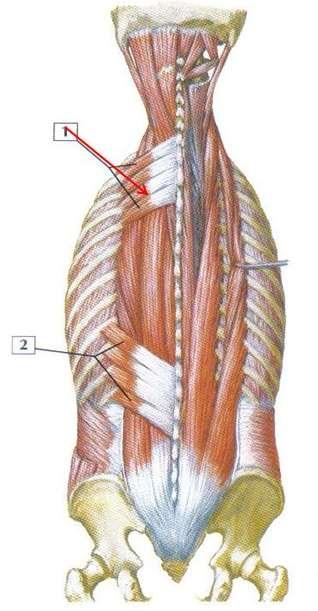 1. Οπίσθιος άνω οδοντωτός, βρίσκεται κάτω από τον ρομβοειδή, εκτείνεται από τις ακανθώδεις αποφύσεις των κατώτερων αυχενικών και των δύο-τριών θωρακικών σπονδύλων και καταφύεται στην έξω επιφάνεια
