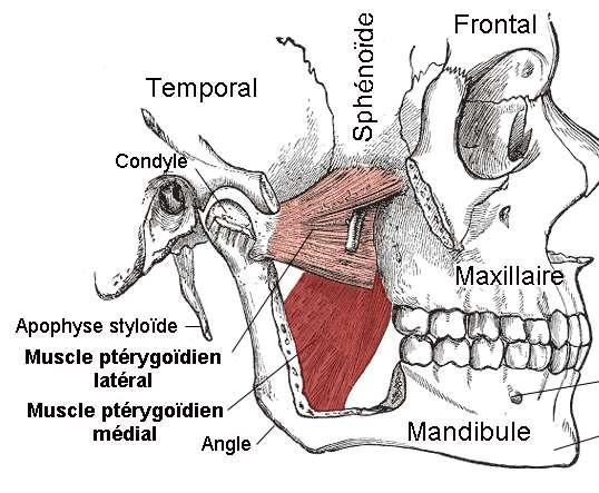 3. Ο έξω πτερυγοειδής, που εκφύεται από τη μείζονα πτέρυγα του σφηνοειδούς οστού και καταφύεται στον κόνδυλο της κάτω γνάθου. 4.