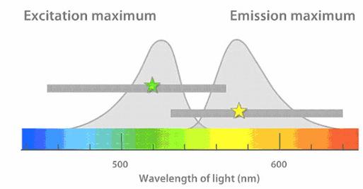 Elementi FMS Obrnjeni mikroskop Nikon TE2000-E Obločna svetilka (Xe) Lambda LS Fluorescenčna enota BD