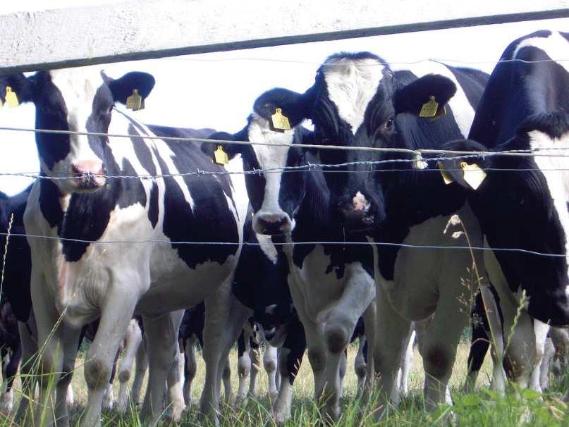 Cattle By