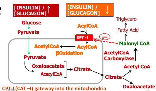 ACIDOZE METABOLICE CU DEFICIT ANIONIC CRESCUT CETOACIDOZA DIABETICĂ Cetoacidoza diabetică este determinată de: 1.